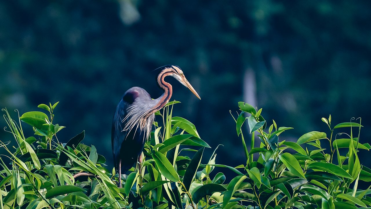 Kumarakom Bird Sanctuary